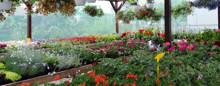 Despre butasi trandafiri, ingrijirea si folosirea florilor